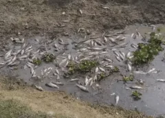 तालाबों में कराएंगे फ्लोटिंग फार्मिंग: लखनऊ में हुई हज़ारो मछलियों की मौत मौके पे पहुंचे मंत्री ने किया निरिक्षण