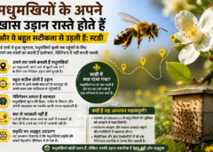 मधुमखियों के  अपने खास उड़ान रास्ते होते हैं और वे बहुत सटीकता से उड़ती हैं: स्टडी